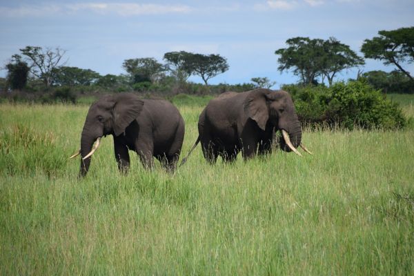 uganda gorila