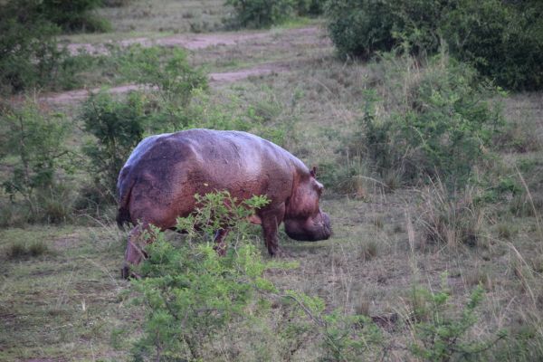 uganda gorila