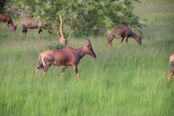 uganda gorila