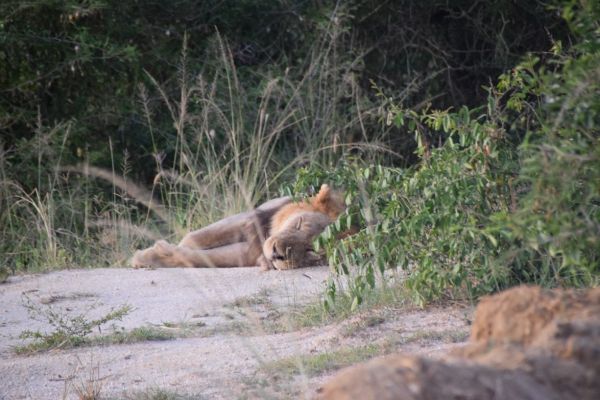 uganda gorila