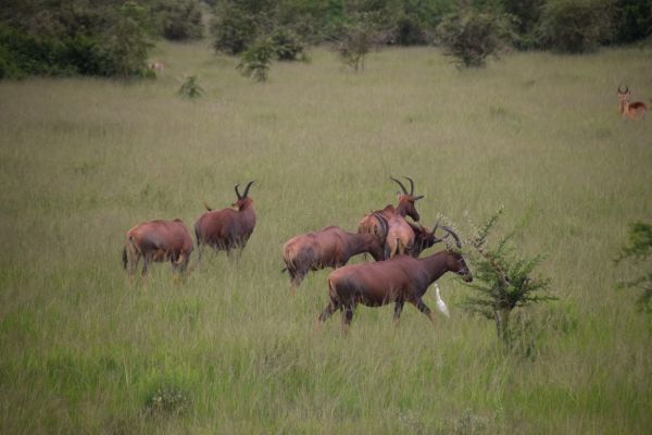uganda gorila