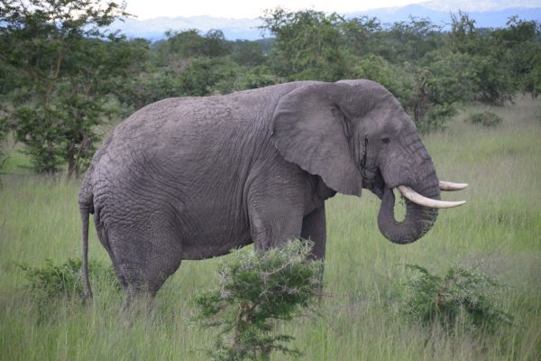 uganda gorila