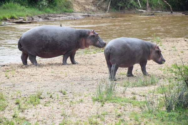 uganda gorila