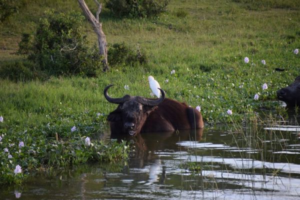 uganda gorila