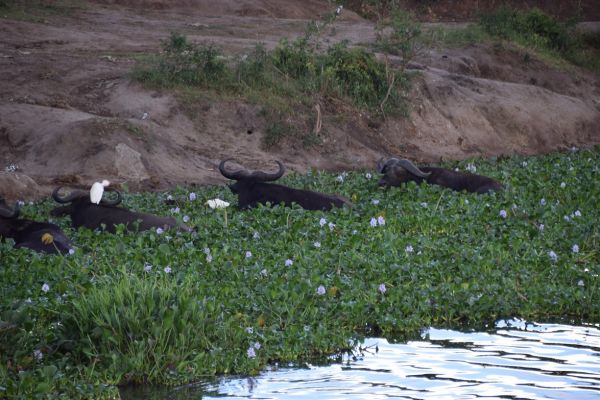 uganda gorila