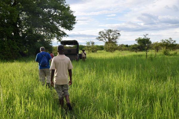 uganda gorila