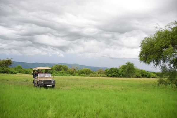 uganda gorila
