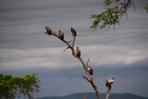 uganda gorila