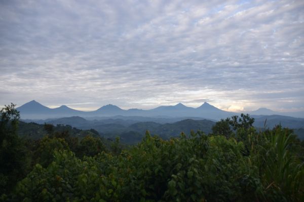 uganda gorila
