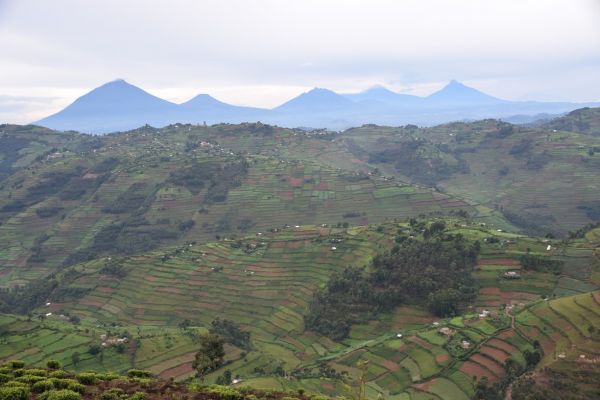 uganda gorila