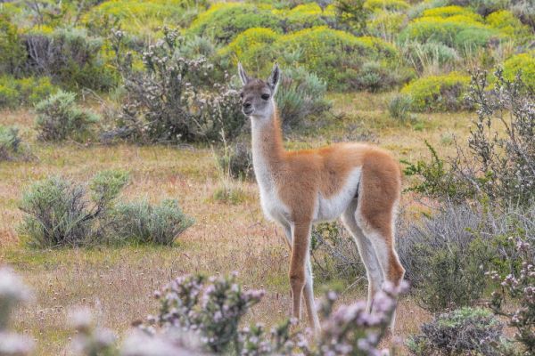 Trekking Parque Nacional Torres del Paine