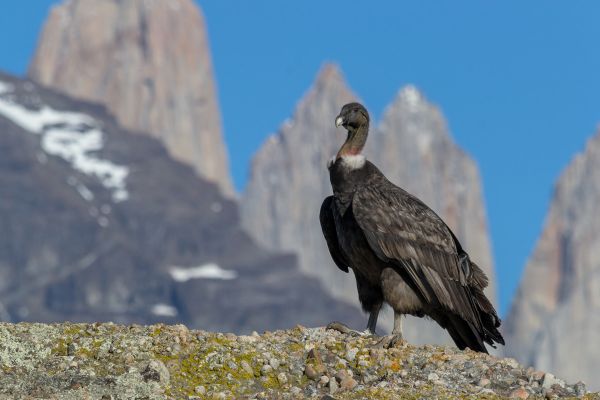 Trekking Parque Nacional Torres del Paine