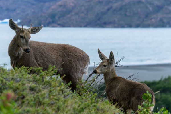 Trekking Parque Nacional Torres del Paine