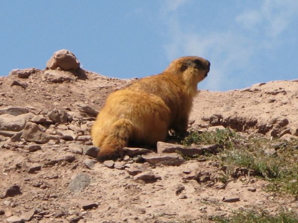 khorog
