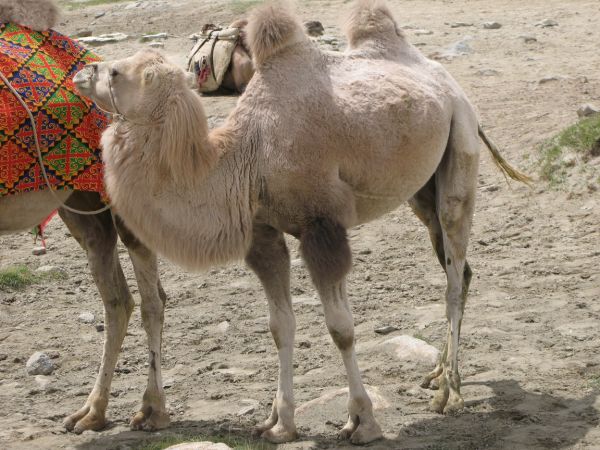 khorog