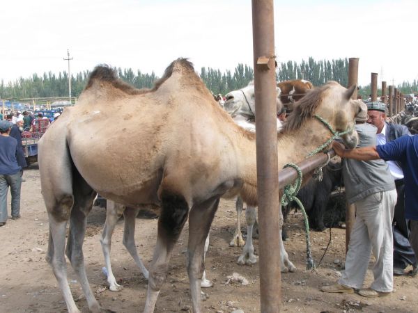 khorog