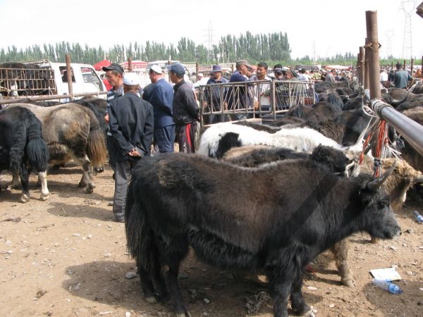 khorog