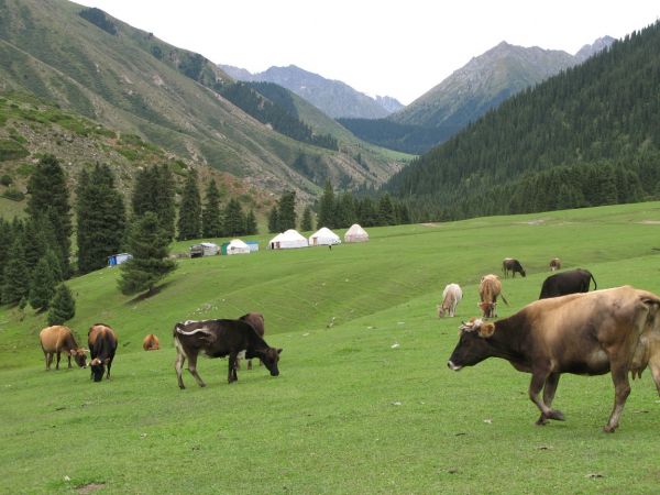 khorog