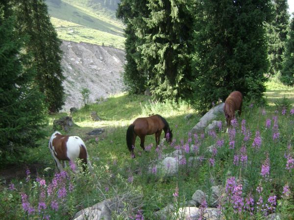 Kazajistn. Patrimonio y naturaleza