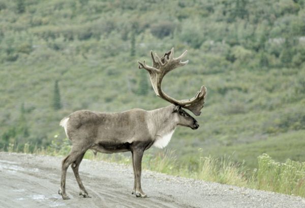 Alaska y Yukn. La ltima frontera