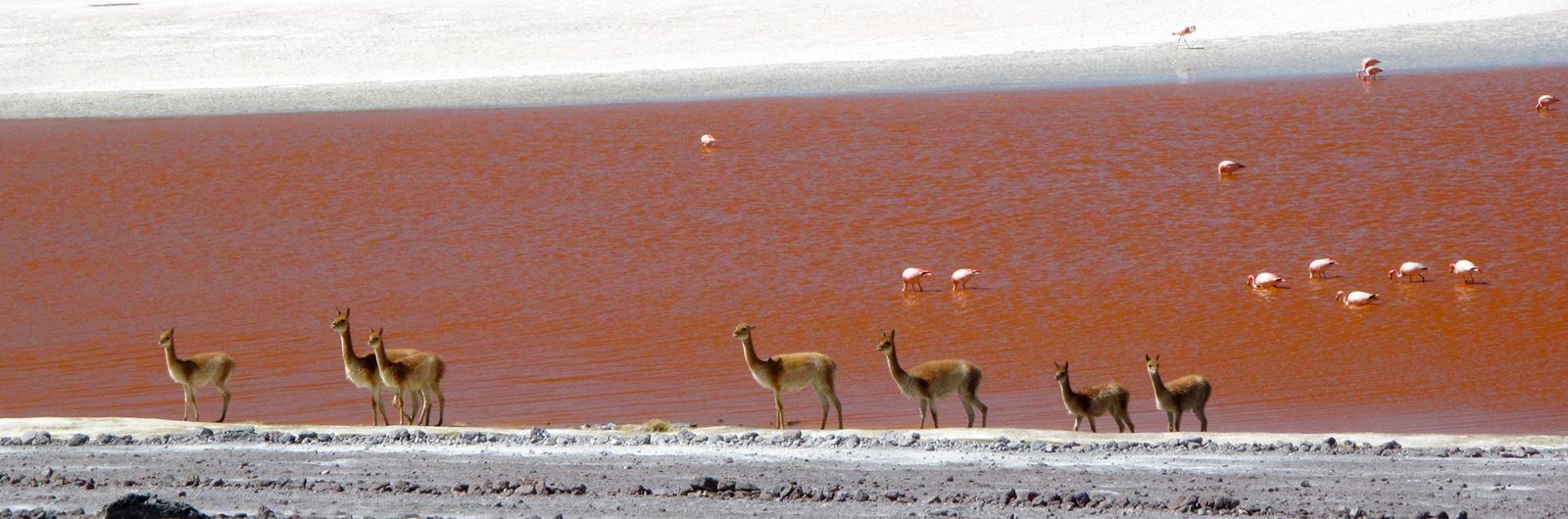 laguna colorada en Bolivia