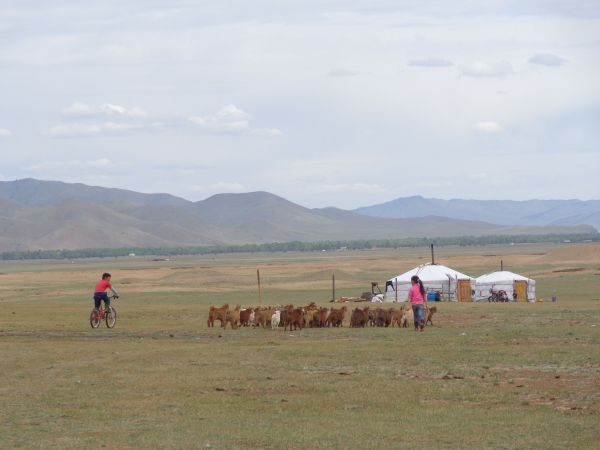 mongolia festival naadam