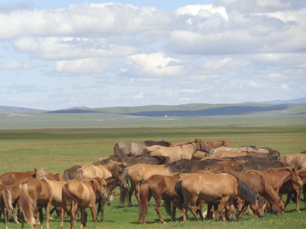 mongolia festival naadam