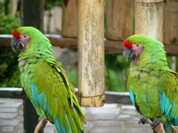 Ecuador, ciudad de Cuenca
