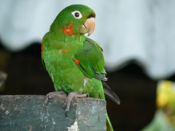 Ecuador, ciudad de Cuenca
