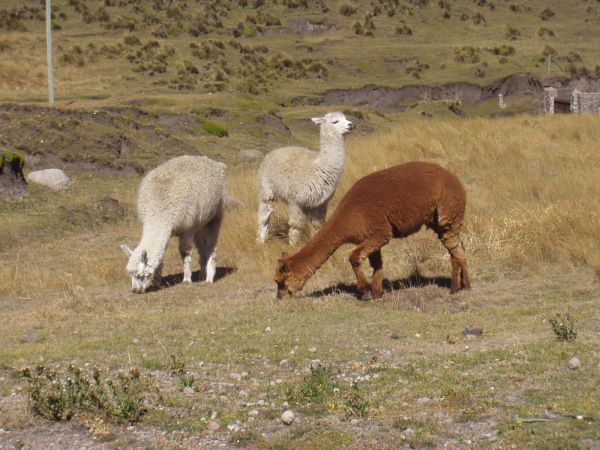 Ecuador, ciudad de Cuenca
