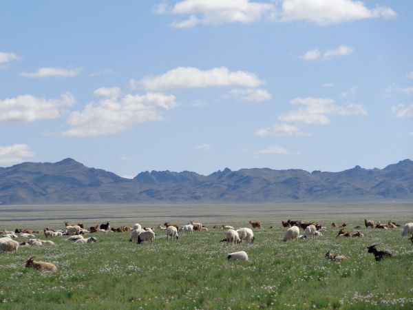 mongolia festival naadam