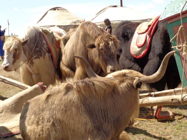 mongolia festival naadam