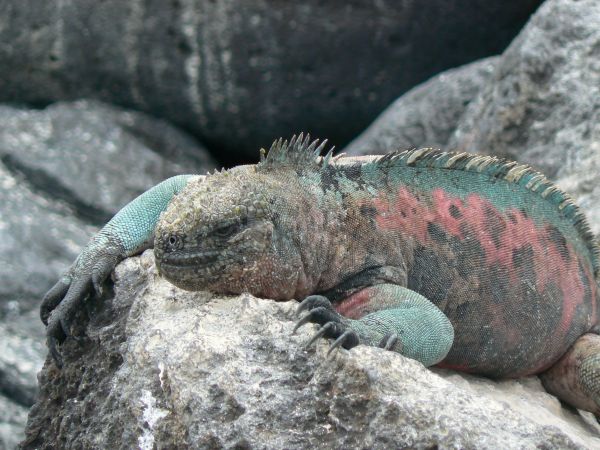 Ecuador, ciudad de Cuenca