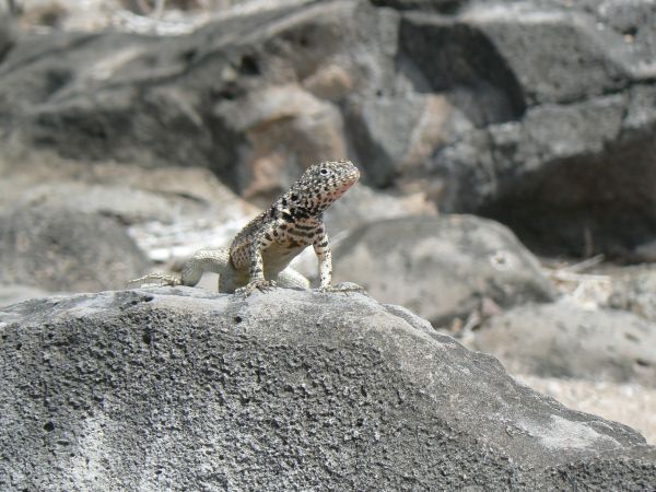 Ecuador, ciudad de Cuenca