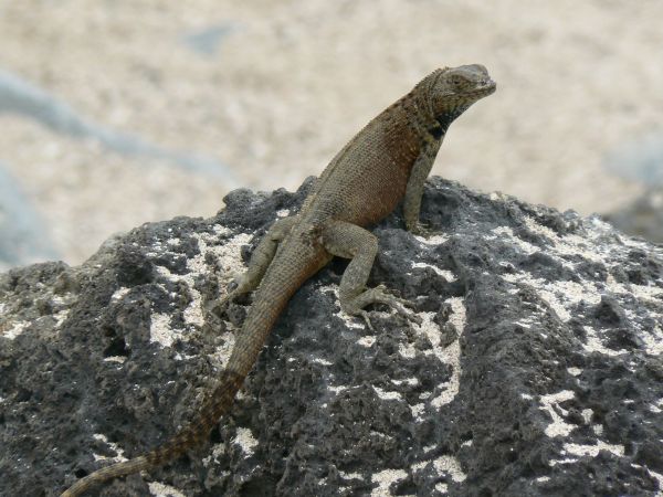 Ecuador, ciudad de Cuenca