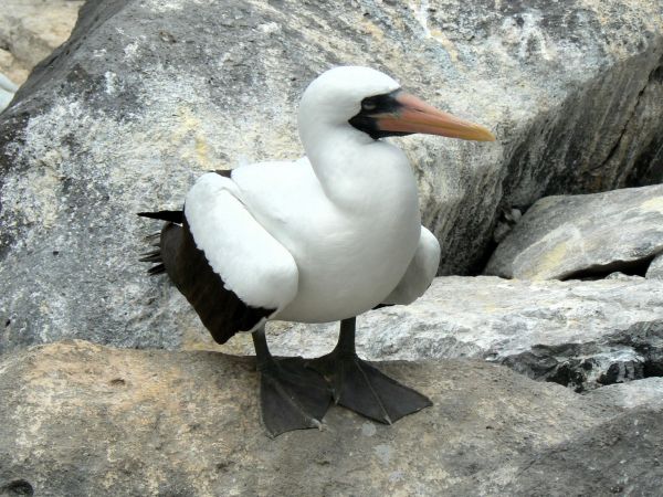 Ecuador, ciudad de Cuenca