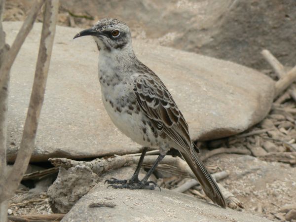 Ecuador, ciudad de Cuenca