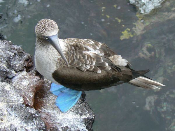 Ecuador, ciudad de Cuenca