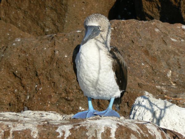 Ecuador, ciudad de Cuenca