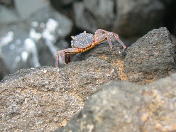 Ecuador, ciudad de Cuenca
