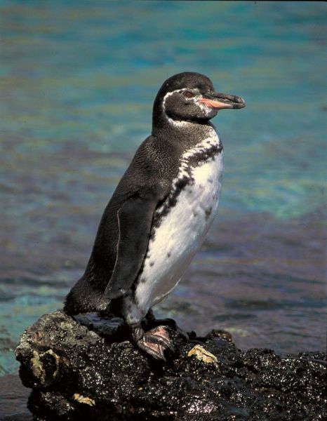Ecuador, ciudad de Cuenca