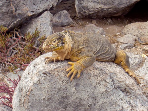 Ecuador, ciudad de Cuenca