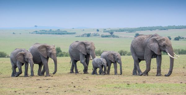 Kenia, safari por tierras del tren luntico
