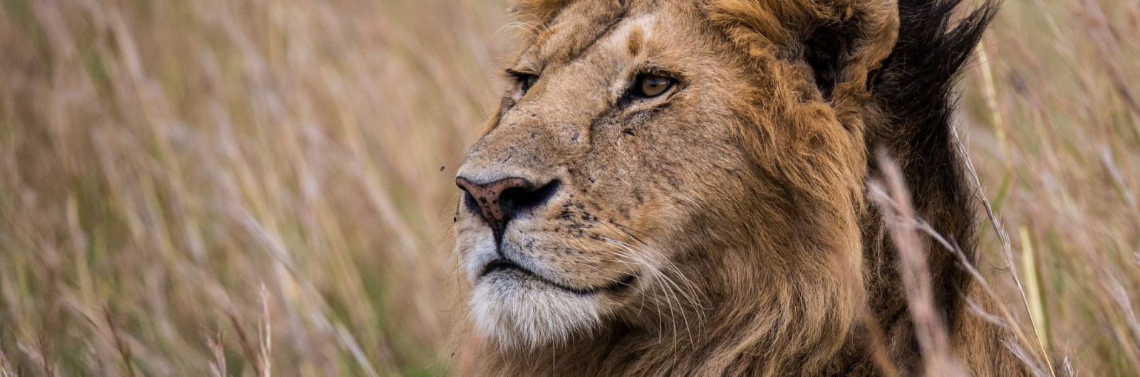 leon africa