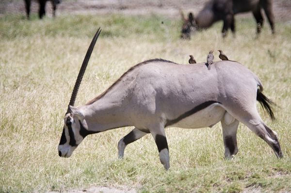 Kenia, safari por tierras del tren luntico