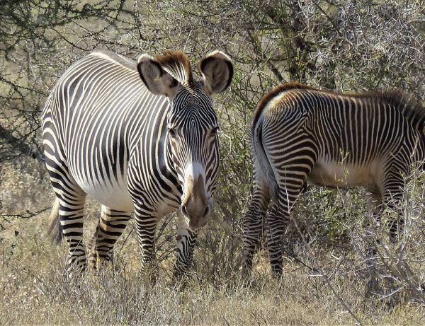 Kenia, safari por tierras del tren luntico