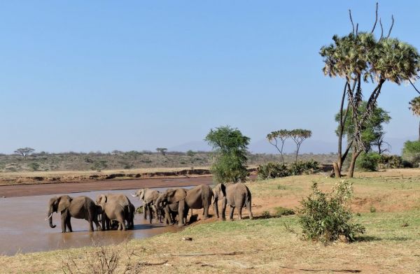 Kenia, safari por tierras del tren luntico