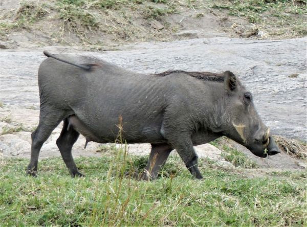 Kenia, safari por tierras del tren luntico