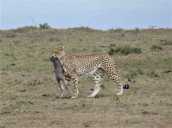 Kenia, safari por tierras del tren luntico