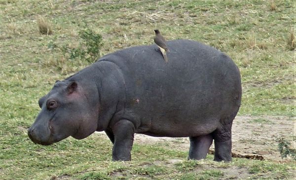 Kenia, safari por tierras del tren luntico